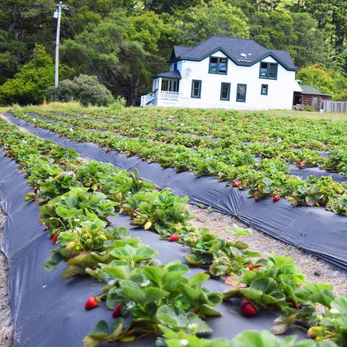 Мульчирующая пленка Ватан (Vatan Турция)